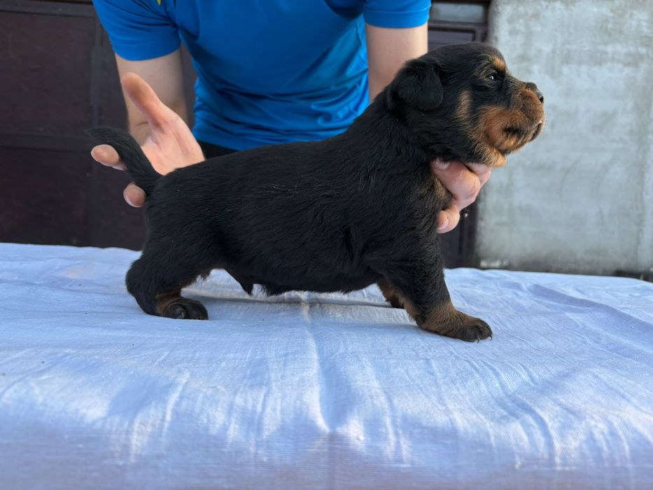 Vand pui rottweiler