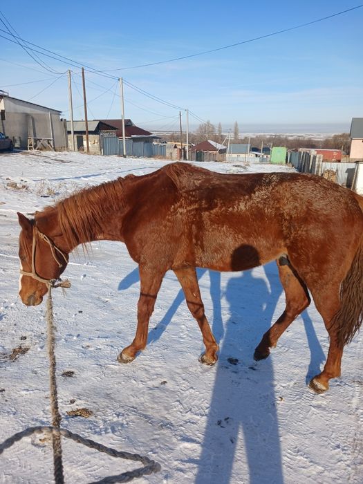 Айғыр сатылады. Жуас міңгі