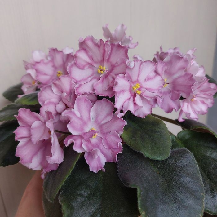 Фиалки ,листочки 500тг