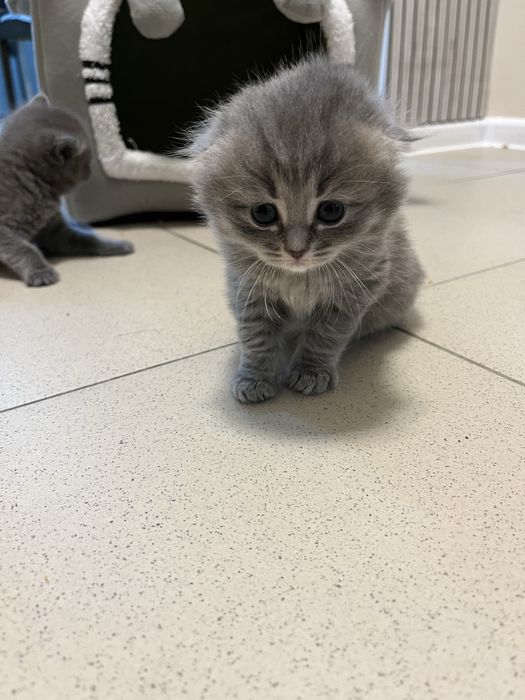 Катята пушистики