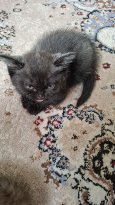 Ласковые котята отдадим в добрые руки