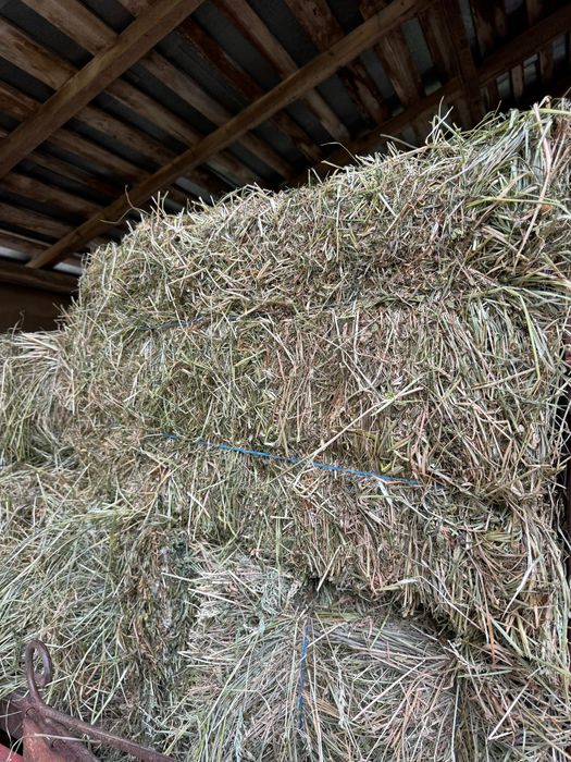 Vand baloti trifoi 2025