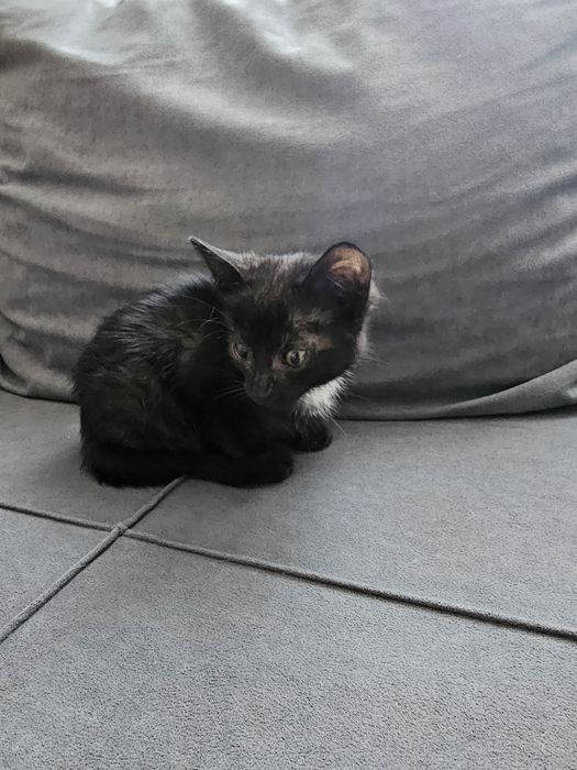 Отдам в хорошие руки