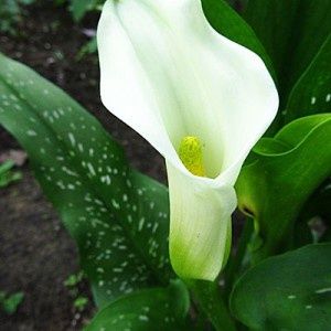 КАННЫ садовые, красные