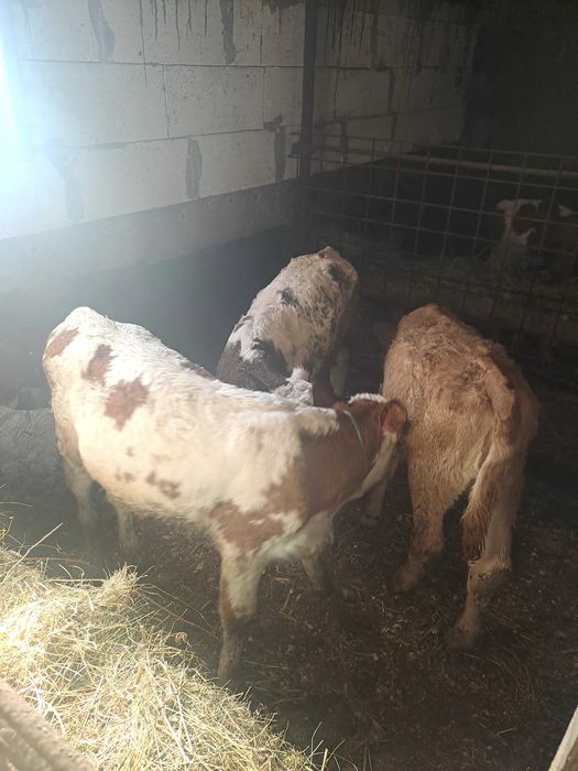 Vitei semi întarcati