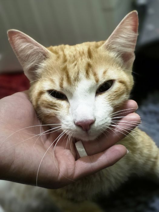 Отдам добрые руки кота