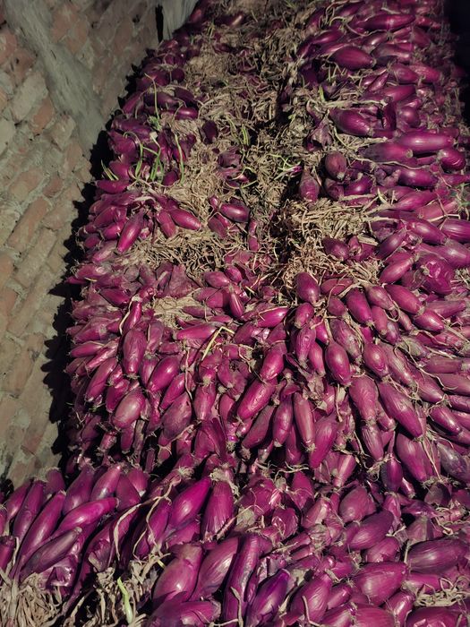 Ceapa rosie de apaMaracineni