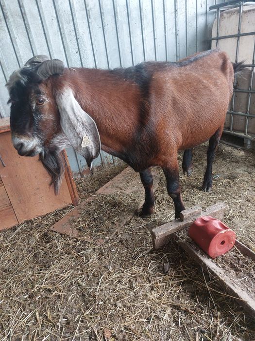 Tap anglo cu acte de origine