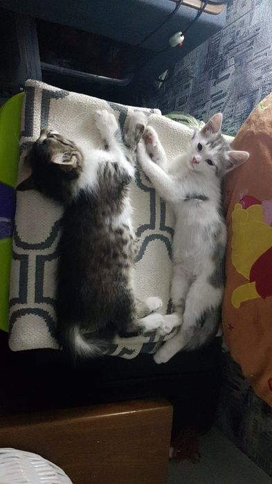 Пристраиваются кошки