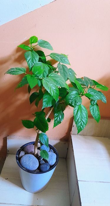 Kitayiskiy roza/китайский роза