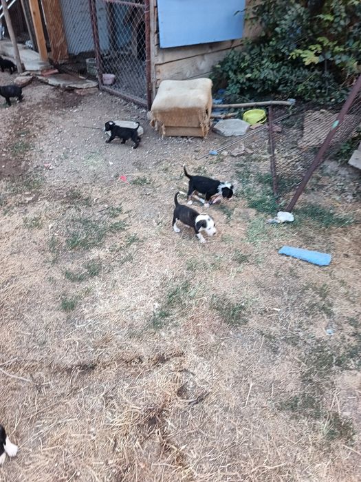 Подаряват се кученца!