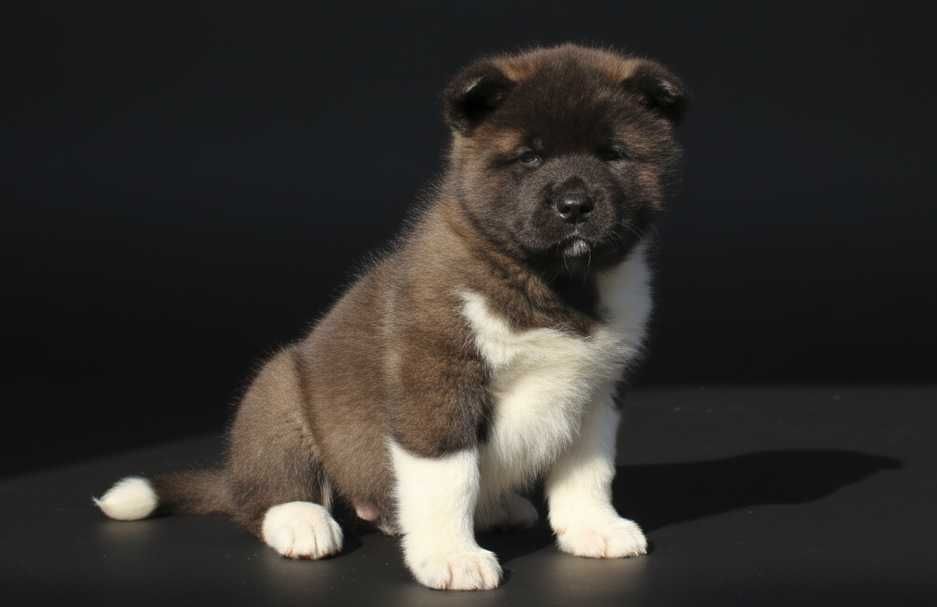 Щенок американской акиты, девочка