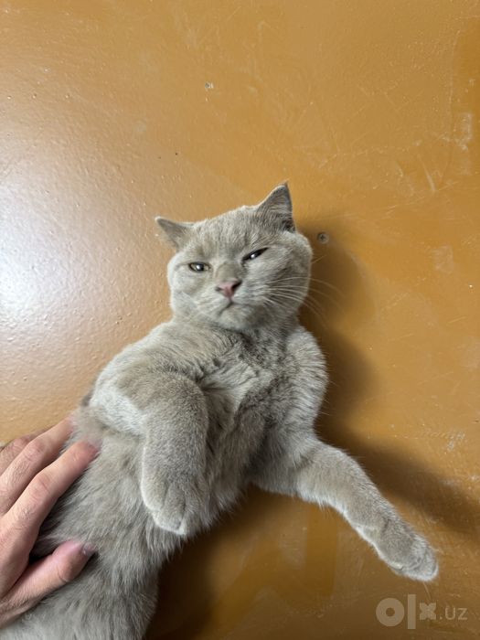 Scottish fold mushigi
