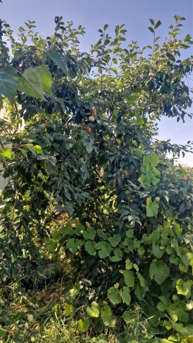 Продам Дача за Чечеком ,район Самсоновки