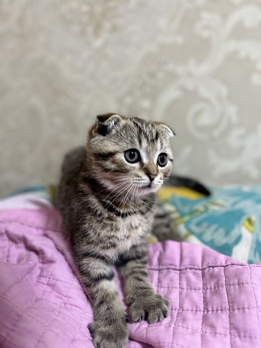 Котенок домашний