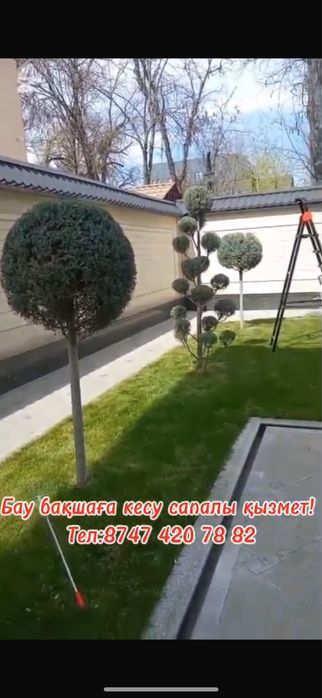 Газон тал кесемыз