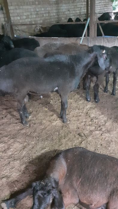 Qoy qochqor bor 4 000 dan boshlanadi