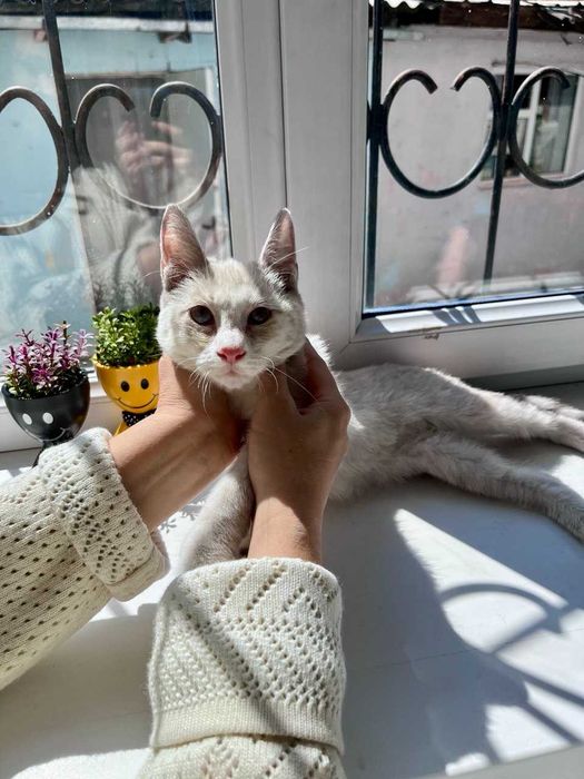 Кошка (котёнок 5 месяцев)