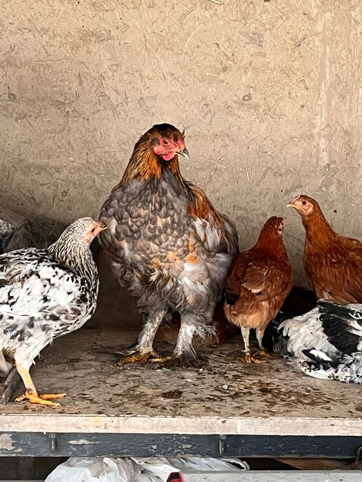 Куры петух брама яйцо