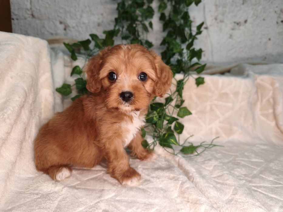 Vand baietel Cavapoo red F1 ( Pasaport)