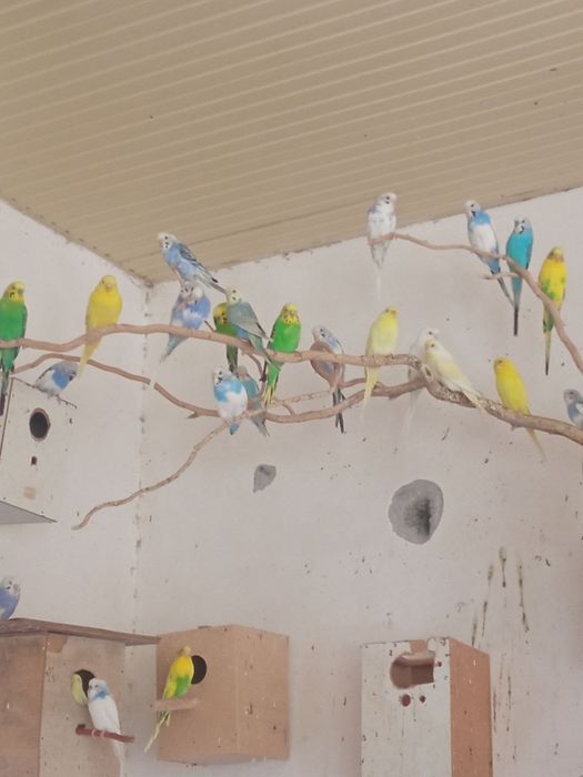 toʻti bolari onasi tuxum qoʻyadi par