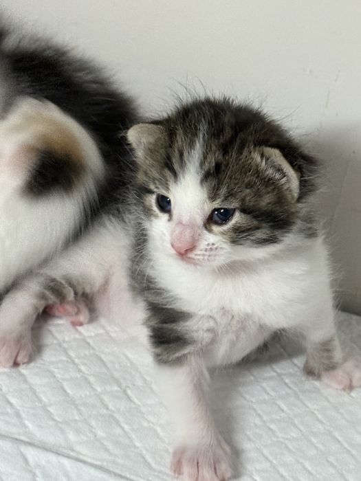 добрый руки котяты