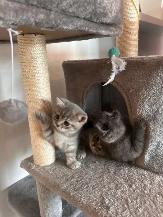 Британские котята