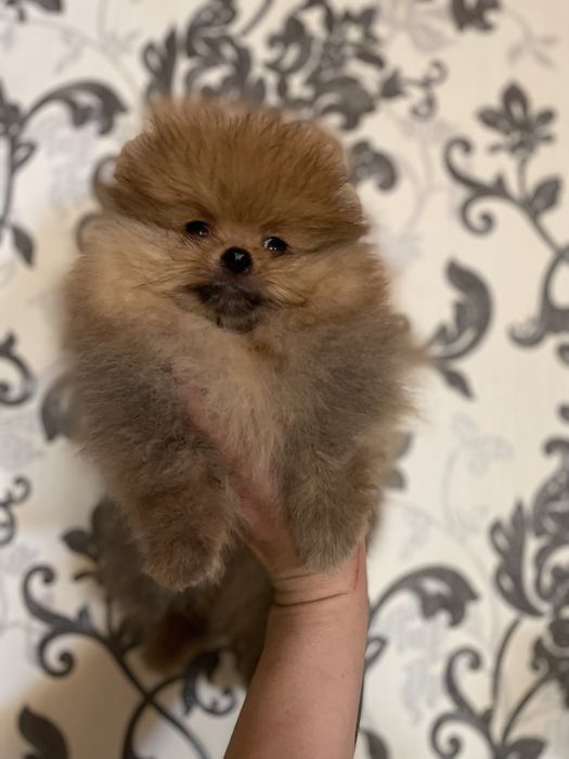 Щенки шпица