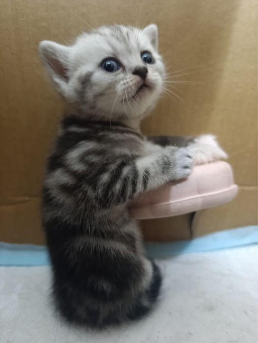 Продам котят породистых
