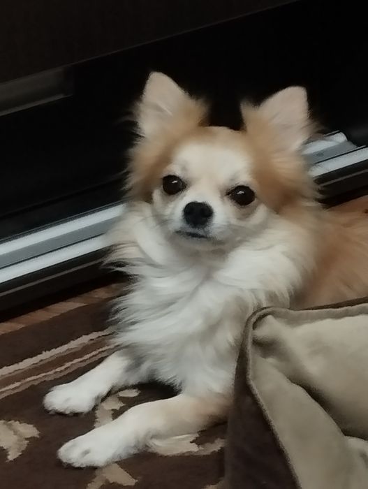 Кобель на вязку чихуа