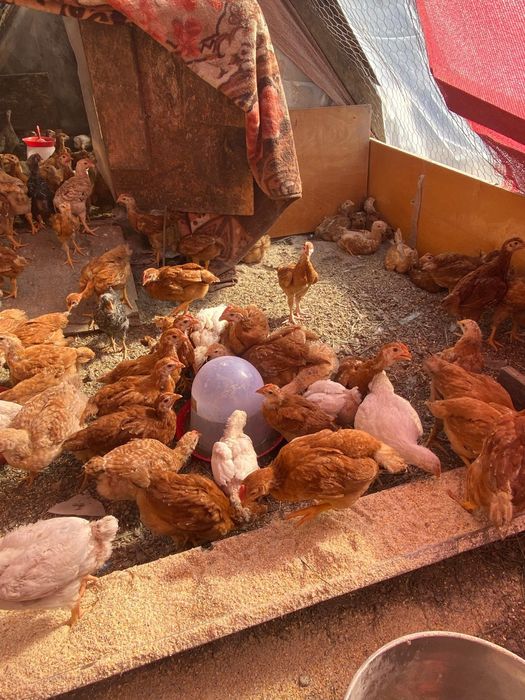 Vând pui rasa mixta 5 saptamani