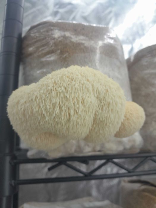 Домашно отгледани гъби Лъвска грива | Hericium erinaceus