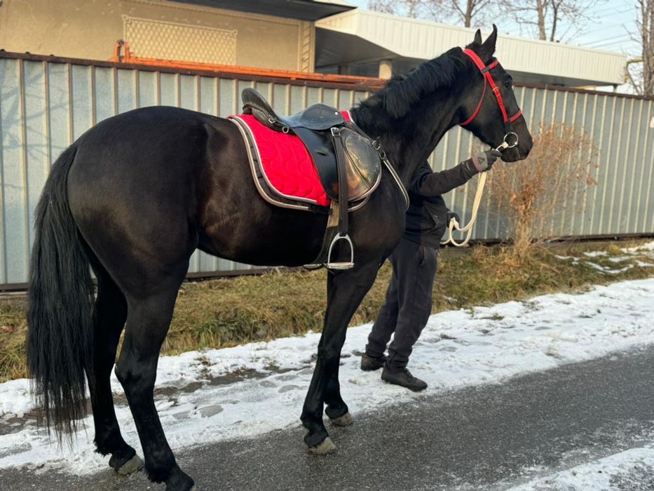 Продам Орловского рысака кобыла 3 лет