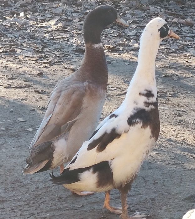 Vand rate alergatoare indiene