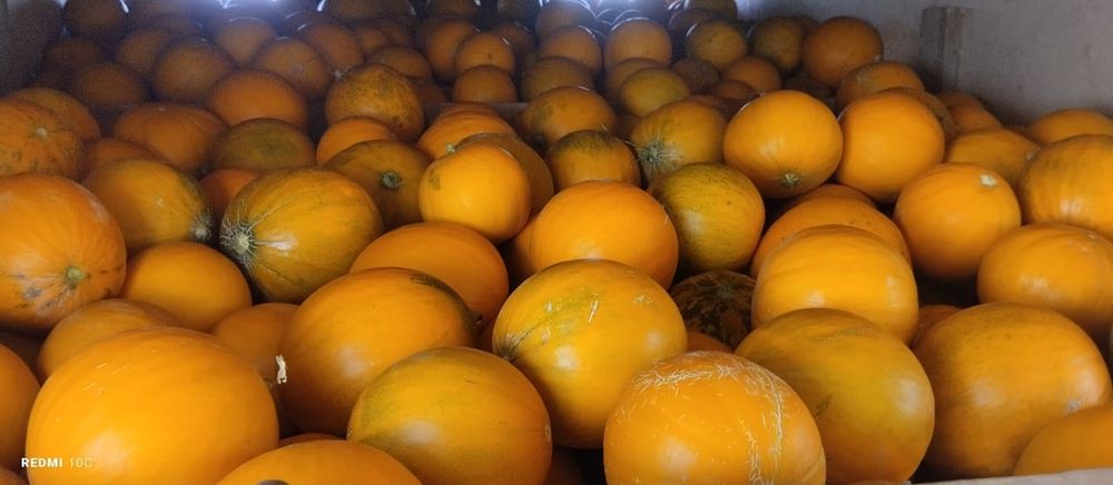 Семена Бакинка колхозница выши сорт