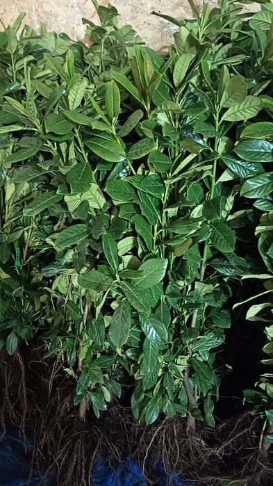 Vând laur englezesc 70-90 cm., trandafiri copac, telefon 0753969647