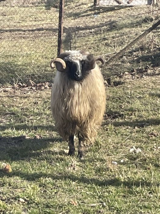 Vand sau schimb berbec