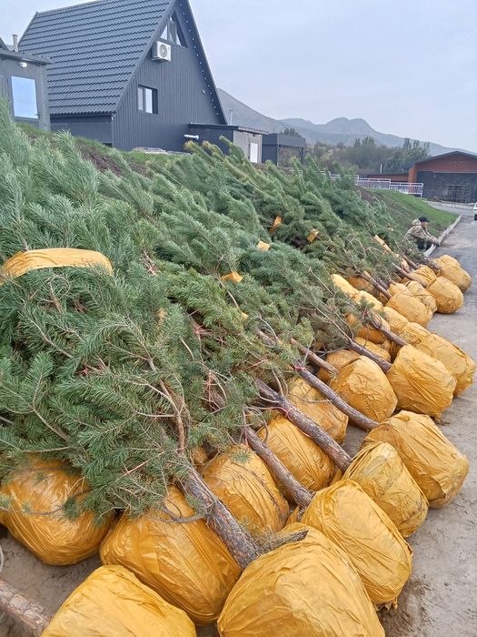 Сосна обычная крымская