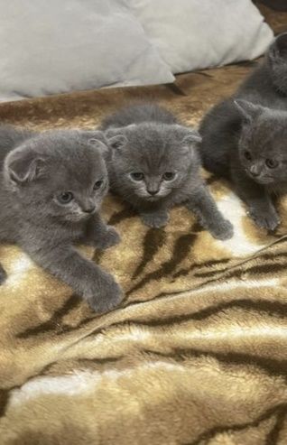 Шотландские котята