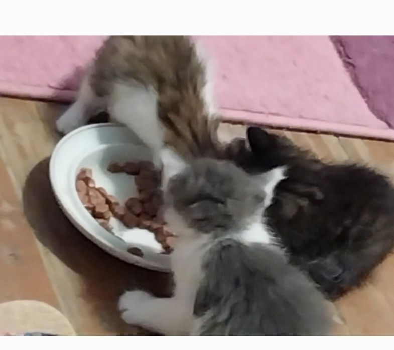 Отдам котят даром