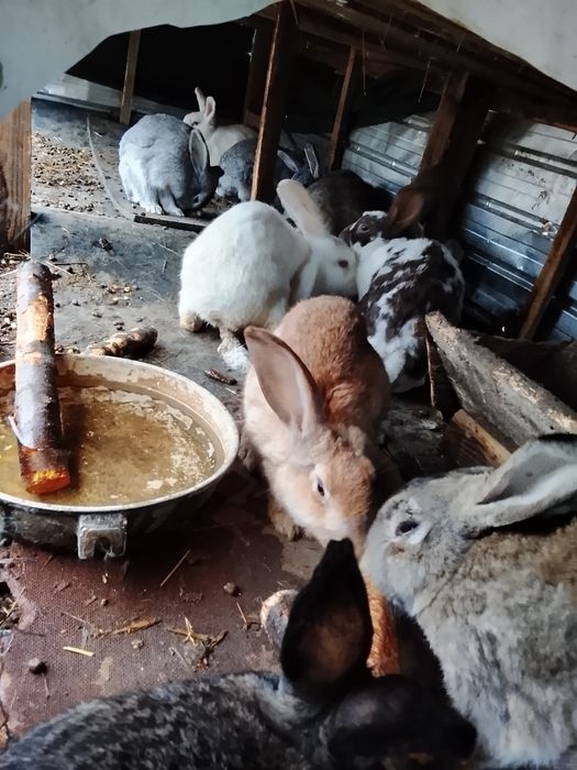 Vând iepuri talie mare și talie mica