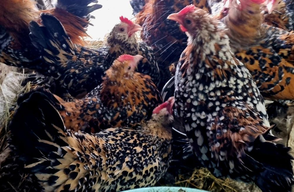 Ouă de găini rasa mii de flori