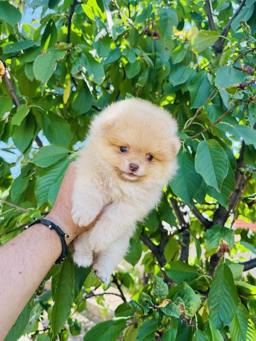 Померан мини мини