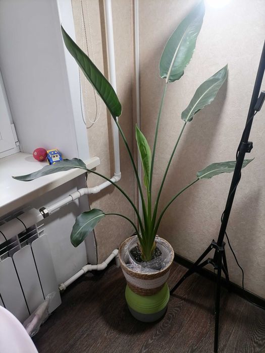 Продам стрелицию Регина