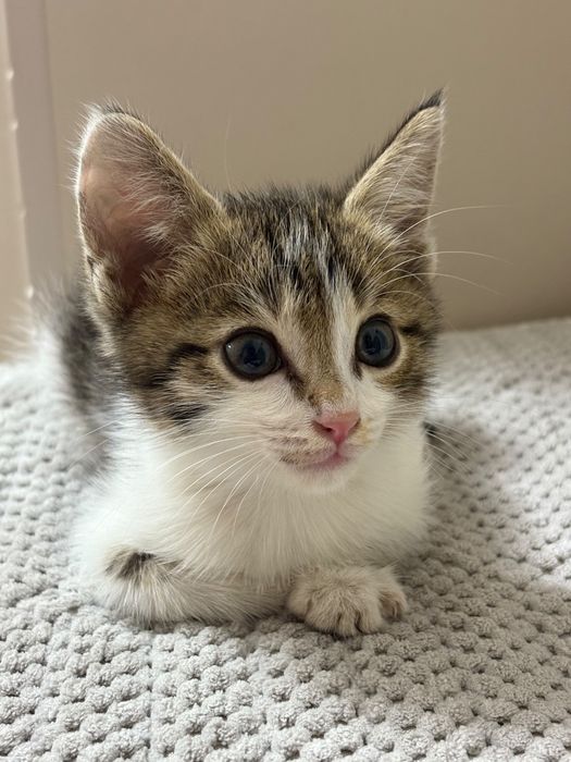 отдам котенка  в хорошие руки
