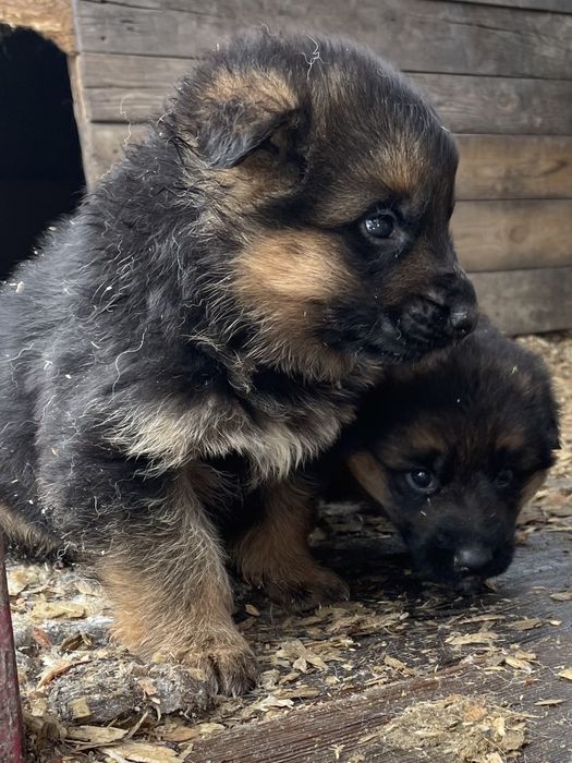Щенки немецаой овчарки