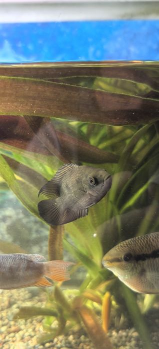 Цихлазомы ( Бражник 3). Никарагуа 3