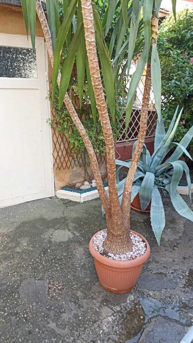 Vand Yukka .Planta Ornamentala.Matura. 4,5 Metri inaltime.