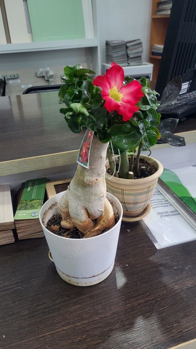 Адениум мини привитый