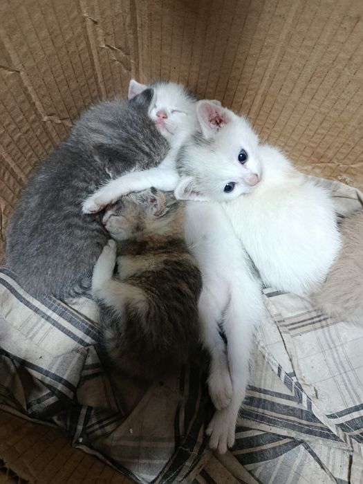 Отдам котят бесплатно